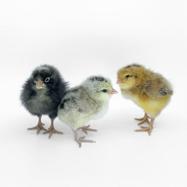 Baby Chicks: Frizzle Easter Egger - My Pet Chicken